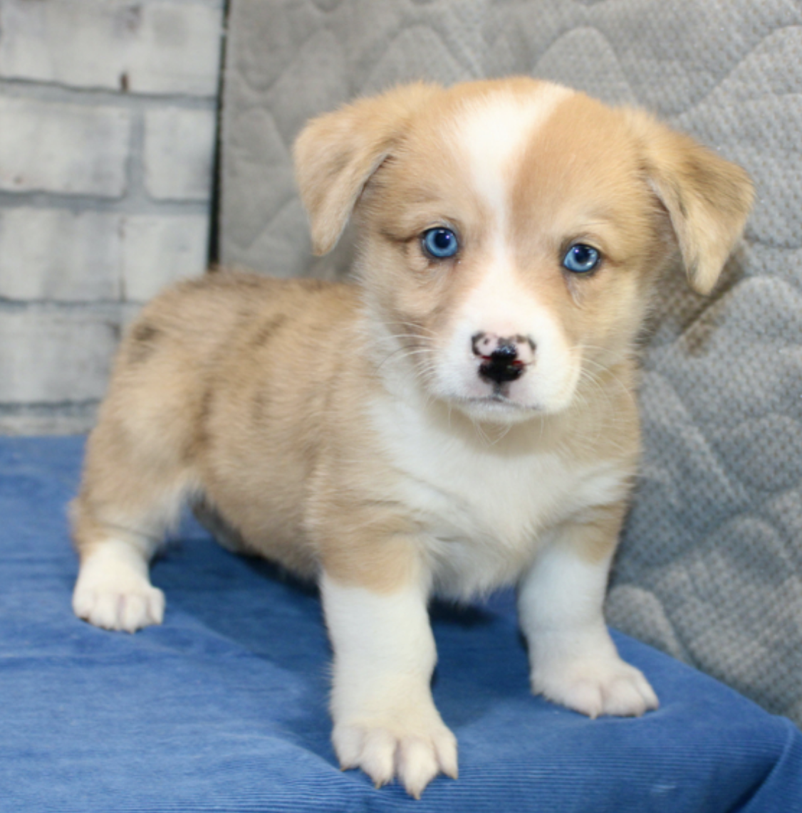 comprar cachorros sanos, baratos y asequibles para la venta